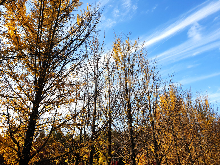 tree,나무,plant,식물,은행나무,가을,은행잎,하늘,sky,구름,cloud,가을,계절,fall,autumn,season,식물,자연,plants,nature,나무,trees,wood