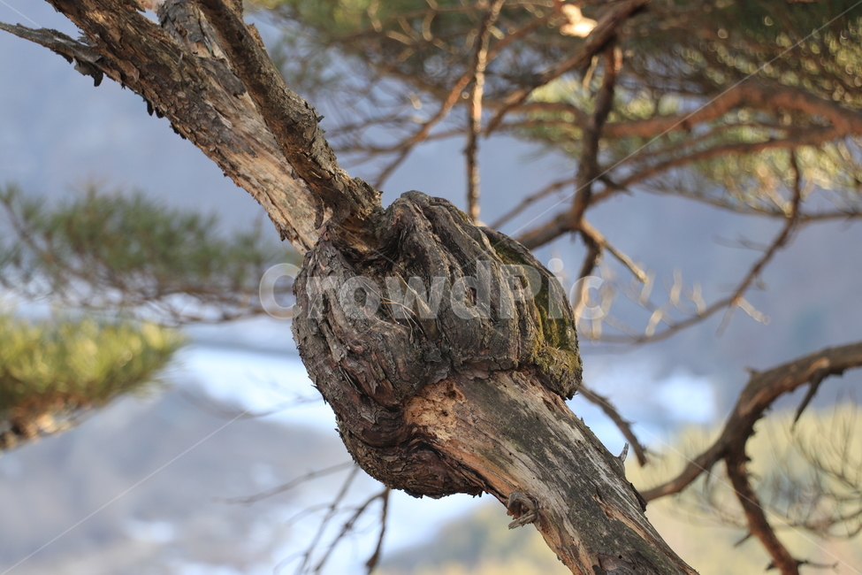 부엉방구,나무,겨울,나목,tree,winter,식물,자연,plants,nature,나무,trees,wood