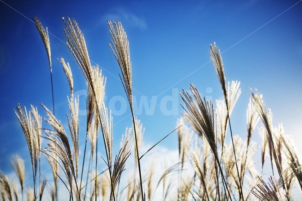 식물,풍경,가을,갈대,자연,가을,계절,fall,autumn,season,식물,자연,plants,nature,감성,sensible,feeling,plant,food,음식,grass,잔디,grain,곡물,vegetable,야채
