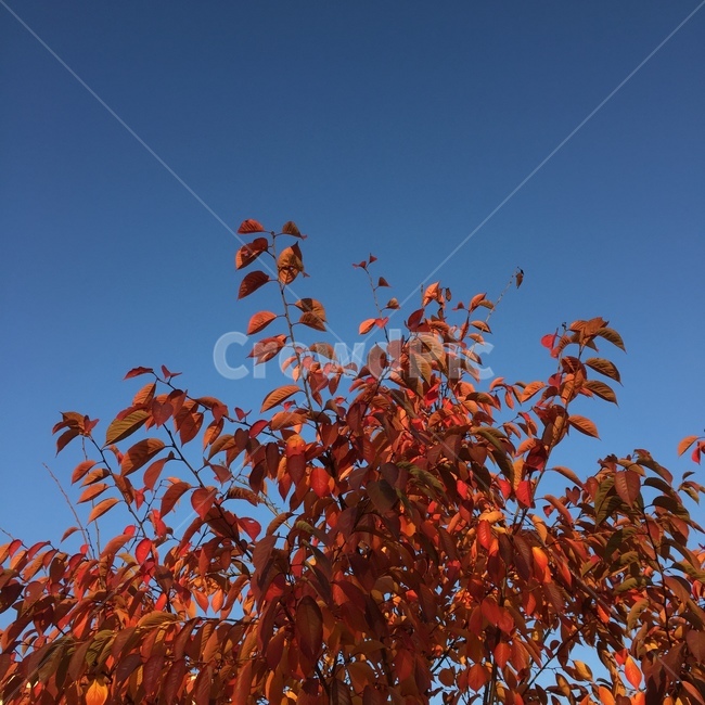 하늘,단풍,풍경,가을,sky