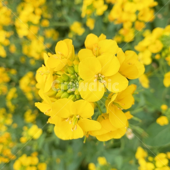 봄,유채,유채꽃,계절,배경,노란,꽃,봄,계절,spring,season,식물,자연,plants,nature,꽃,flower,geranium,제라늄,plant,blossom