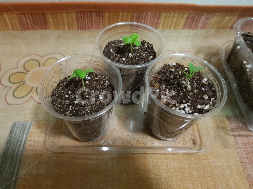 새싹,화분,플라스틱컵재활용,바질새싹,홈가드닝,식물키우기,식물,자연,plants,nature