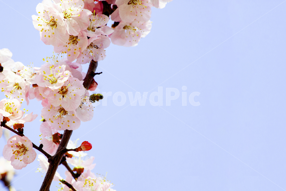 벚꽃,봄꽃,꽃,하늘,plant,식물,식물,자연,plants,nature,꽃,flower