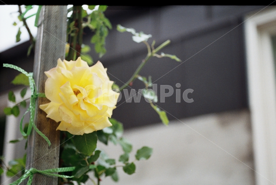 꽃,감성,위로,행복,장미,노랑꽃,봄,필름카메라,식물,자연,plants,nature,꽃,flower