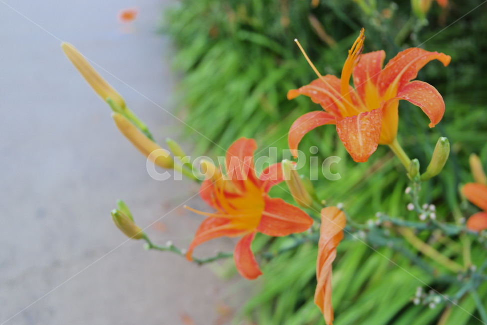 원추리,원추리꽃,꽃,백합과,주황색,주황색꽃,한국꽃,flower,plant,blossom,봄꽃,식물,식물,자연,plants,nature,꽃,flower