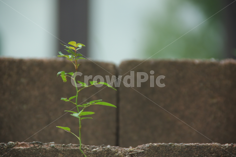 잡초,마당,정원,계단,풀,식물,자연,plants,nature