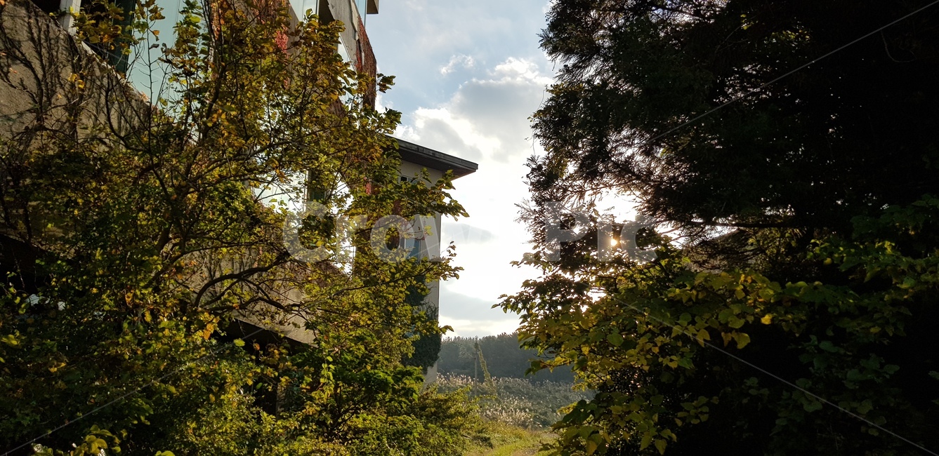 버려진건물,덩쿨건물,풀숲,담쟁이,풍경,자연,풍경,nature,landscape,tree,나무,plant,식물