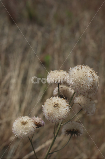 plant,식물,dandelion,민들레,blossom,flower,꽃,brown,식물,자연,plants,nature,꽃,flower