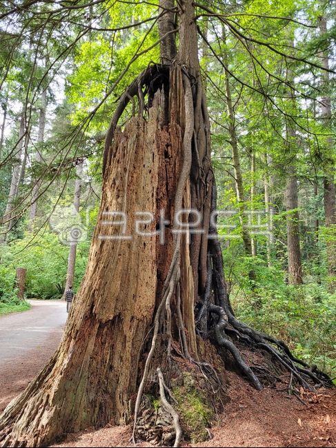 forest,tree trunk,vitality,tree,tree roots,life and death