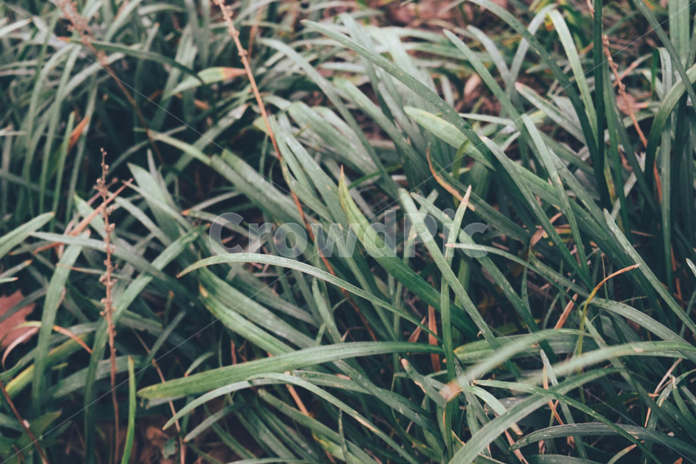 풀,자연,풍경,초록,green,nature,landscape,차분함,식물,자연,plants,nature,감성,sensible,feeling