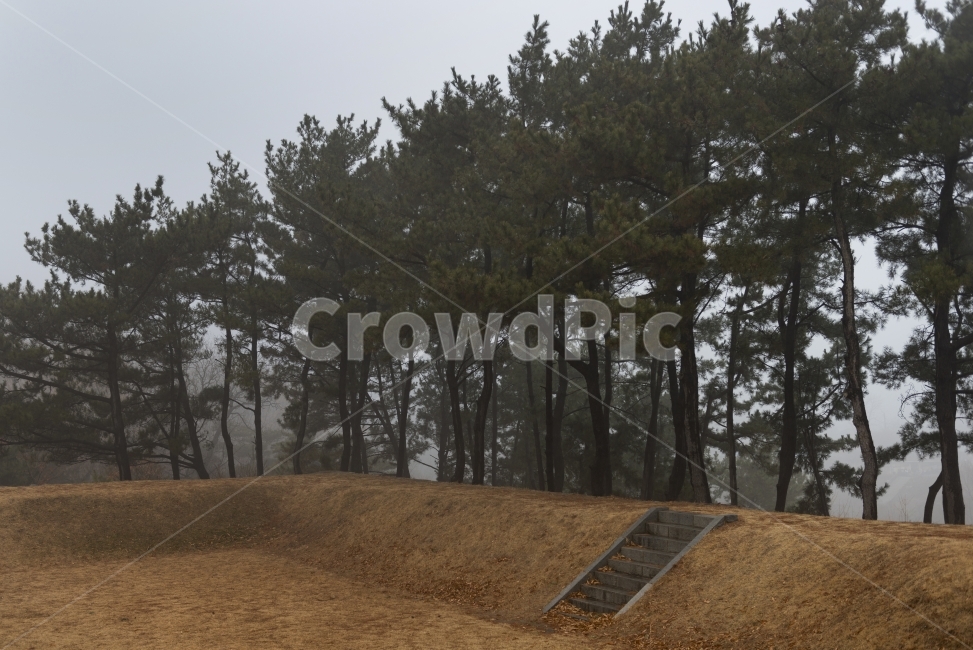 강화도,gangwhado,덕진진,rain,ladscape,snap,비오는날,나무,자연,식물,자연,plants,nature,나무,trees,wood