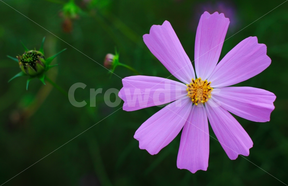 꽃,식물,풍경,가을,코스모스,가을,계절,fall,autumn,season,식물,자연,plants,nature,꽃,flower,plant
