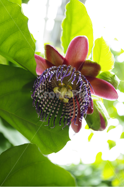 꽃,식물,flower,plant,시계꽃,식물,자연,plants,nature,꽃,flower