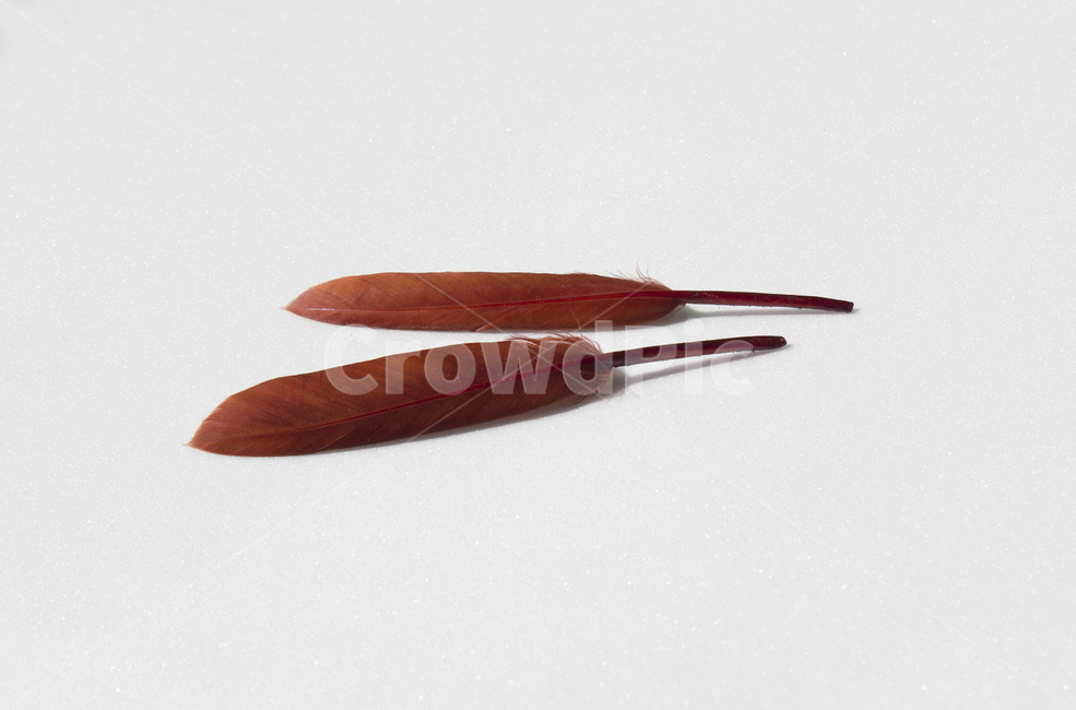 깃털,누끼,클로즈업,탑,탑뷰,탑앵글,붉은색,레드,흰배경,털,새털,붉은,빨강,적색,깃,펜,정물,사물,물건