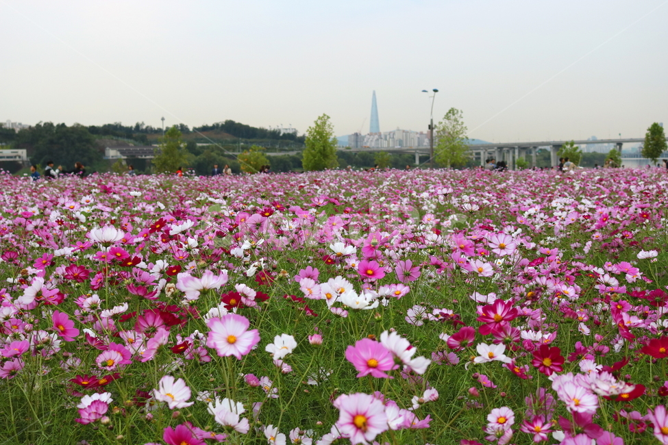 코스모스,꽃,코스모스꽃,식물,자연,풍경,야생화,코스모스축제,축제,구리,한강시민공원,가을,가을,계절,fall,autumn,season,자연,풍경,nature,landscape,한국자연풍경,한국자연경관,korea nature landscape,plant,blossom,petal,꽃잎,flower,geranium,제라늄