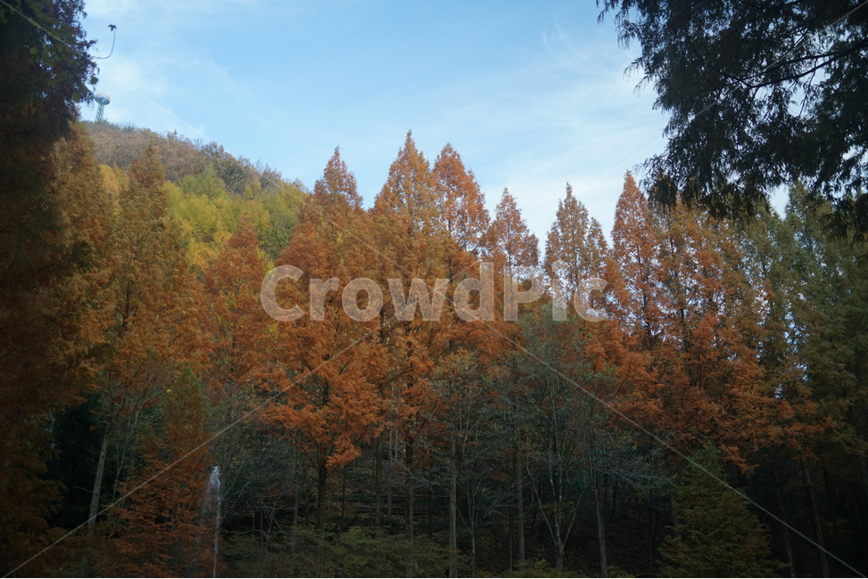 휴양림,메타쉐콰이어,숲,가을숲,단풍,가을,계절,fall,autumn,season,tree,나무,plant,식물,fir,전나무
