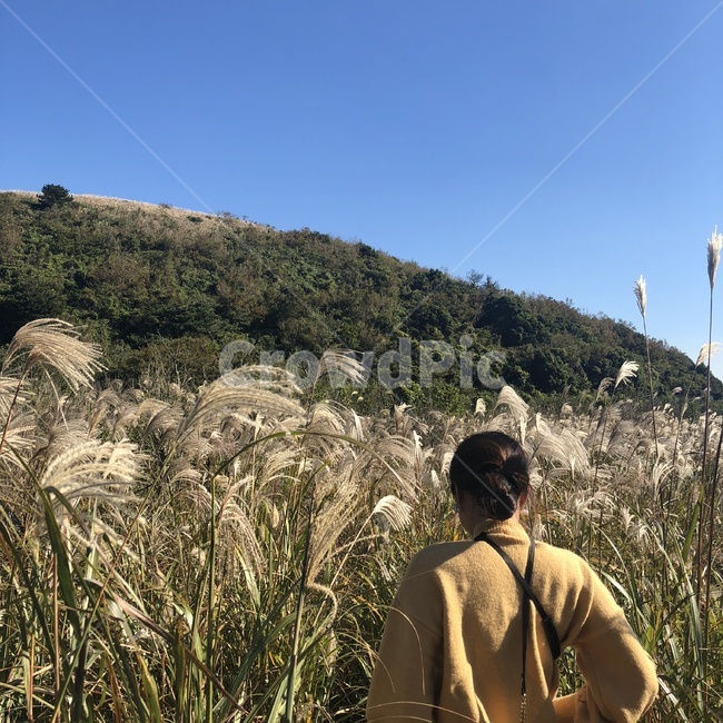 억새,갈대,풍경,자연,뒷모습,인물,감성,힐링,여행,가을,계절,fall,autumn,season,사람,인물,인간,human,person,여성,여자,woman,female,lady,여행,휴가,traveling,vacation,trip,grass,잔디,plant,식물