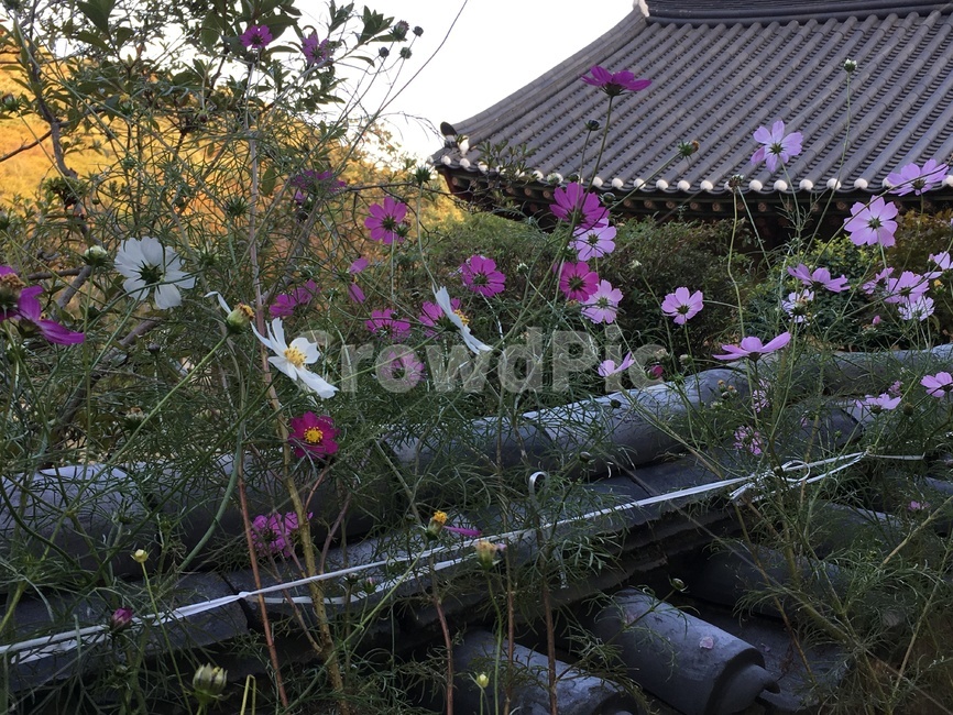 선암사,풍경,가을,낙엽,돌담장,돌담,담장,기와,코스모스,산사,산지승원,절,사찰,불교,템플스테이,기도,유네스코,세계문화유산,한국전통,한국문화,korean traditional,korean culture,식물,자연,plants,nature,꽃,flower,건축물,건물외관,exterior,building,structure,architecture,construction