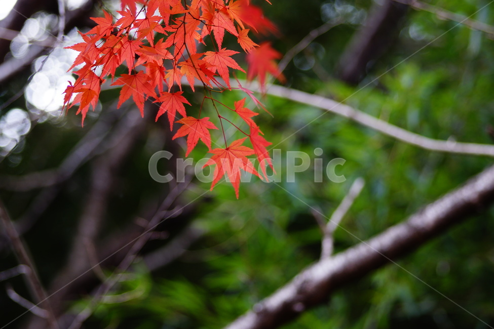 낙엽,단풍,maple,식물,나뭇잎,나무,가을,계절,fall,autumn,season,식물,자연,plants,nature,leaf,잎,plant,tree