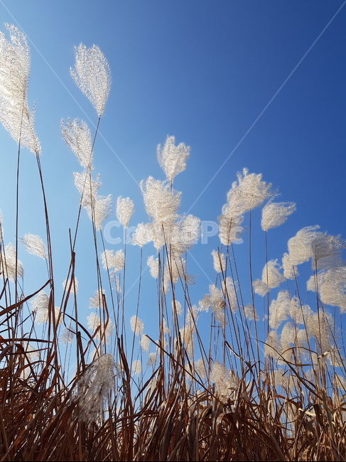 가을,하늘공원,구름,억새,자연