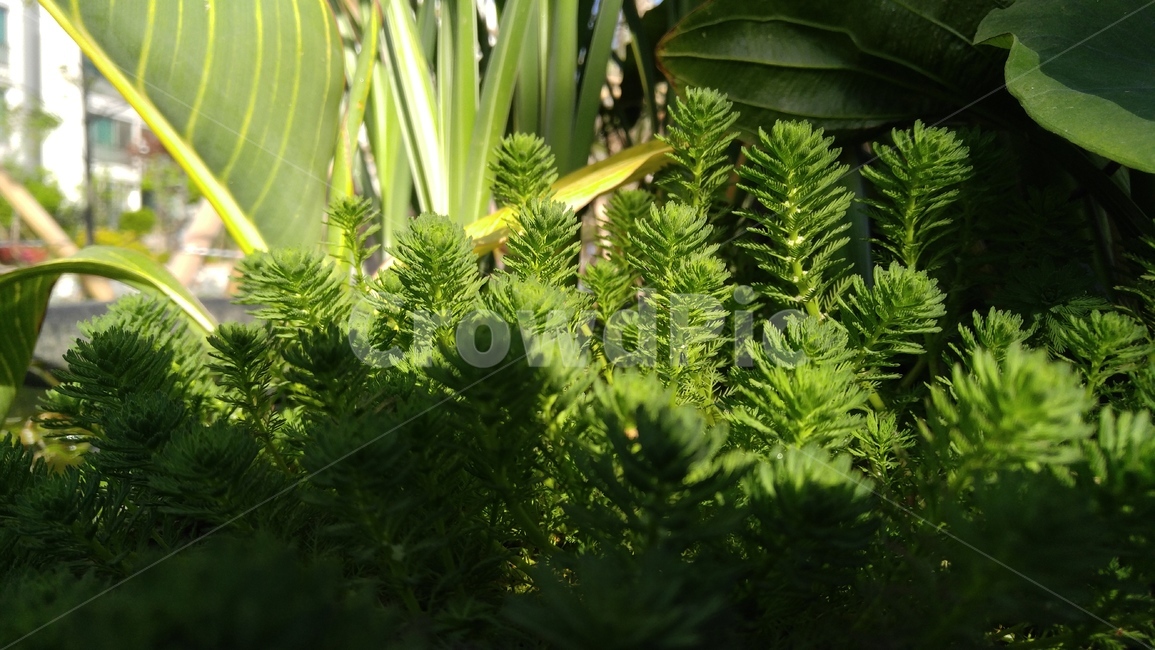 물채송화,녹색식물,녹색,그린,greenplants,green