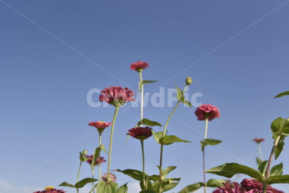 plant,식물,꽃,하늘,백일홍,식물,자연,plants,nature,꽃,flower