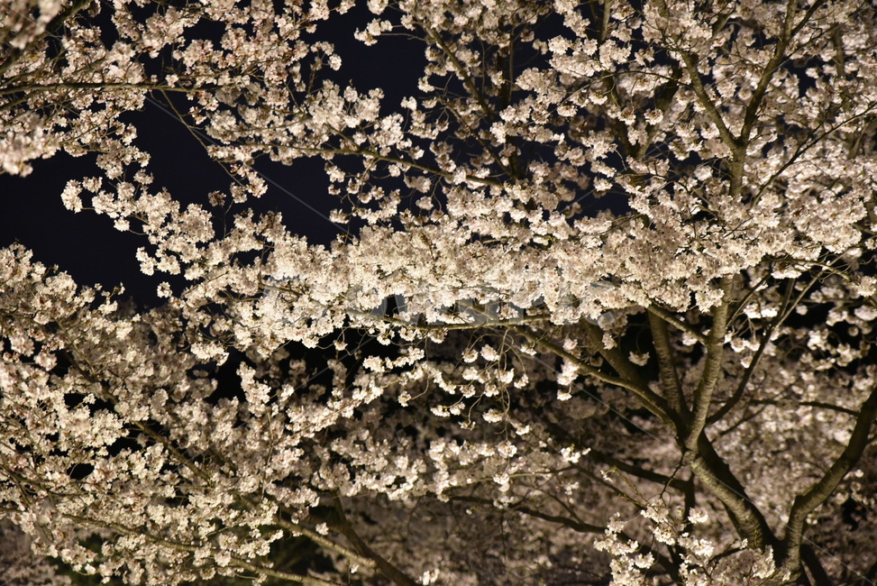 flower,꽃,blossom,벚꽃,야간,봄,계절,spring,season,식물,자연,plants,nature,꽃,flower,cherry blossom,plant