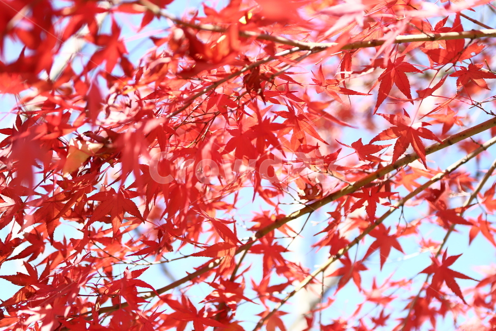 가을,leaf,잎,plant,식물,tree,나무,붉은색