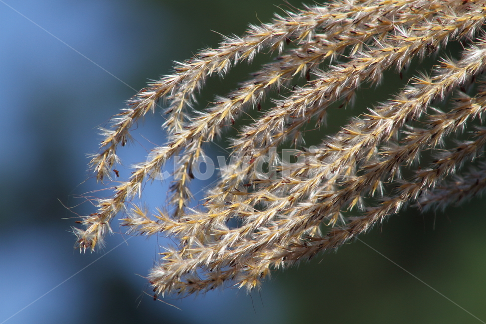 억새,풀,꽃,가을,flamegrass,가을,계절,fall,autumn,season,식물,자연,plants,nature,ice,빙,outdoors,옥외