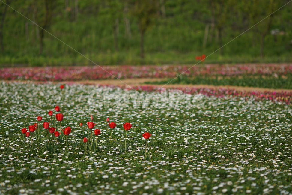 튤립,튜울립,꽃,한송이,핑크,식물원,식물,자연,plants,nature,꽃,flower