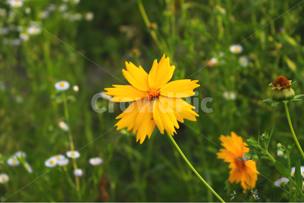 감성사진,자연,하늘,꽃풍경,풍경사진,색감,flower,sky,summer,nature,color,yellow,green,자연,풍경,nature,landscape,식물,plants,꽃,flower,plant