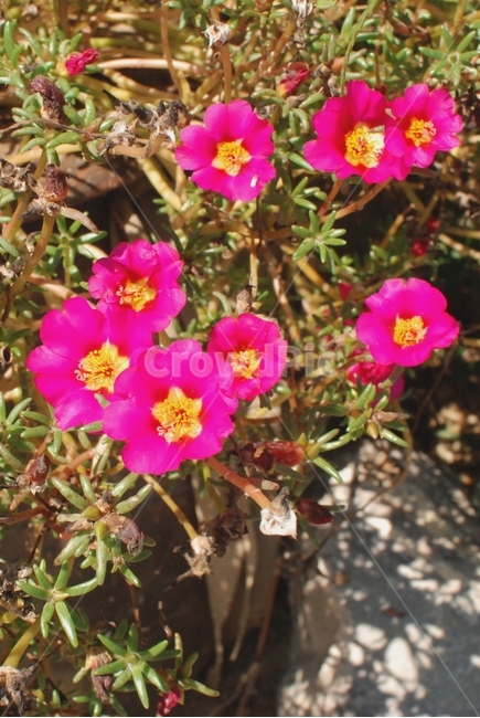 꽃,자연,식물,자주색,자주색꽃,채송화,식물,자연,plants,nature,꽃,flower