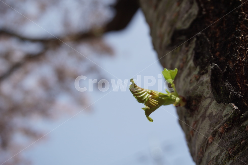 봄,하늘,벛꽃나무,새순,나무,4월,봄,계절,spring,season,식물,자연,plants,nature