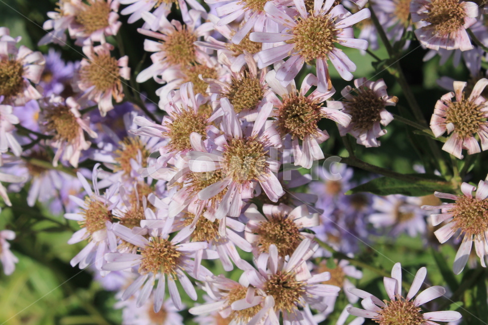 가을,데이지,꽃,autumn,fall,flower,flowers,plant,식물,식물,자연,plants,nature,꽃,flower