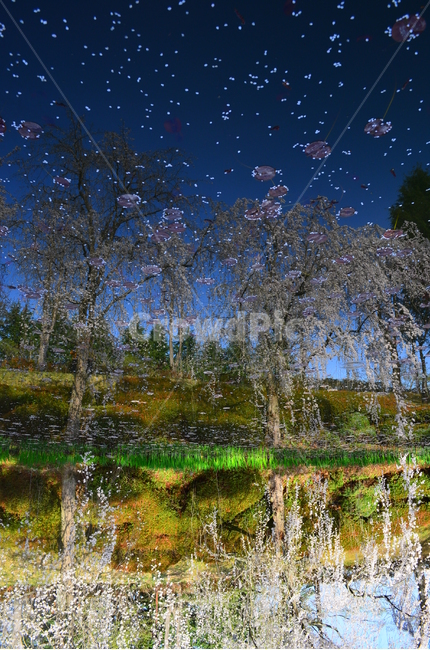 봄,반영,벚꽃,밤하늘,풍경,봄,계절,spring,season,자연,풍경,nature,landscape,outdoors,옥외,land,땅,water,물,tree,나무,plant,식물