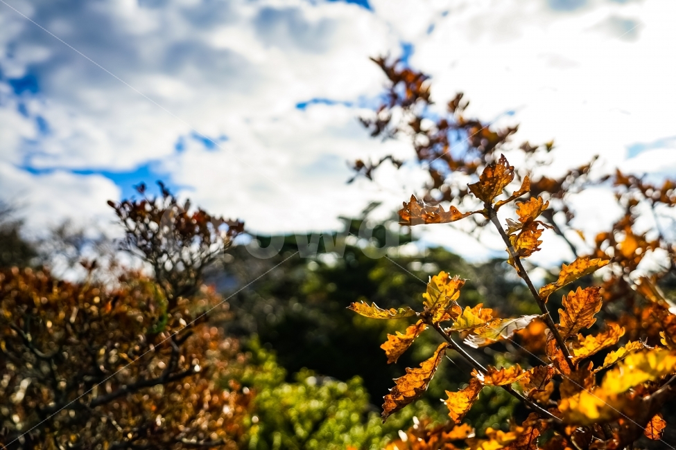 제주도,한라산,가을,낙엽,단풍,자연,가을,계절,fall,autumn,season,식물,자연,plants,nature,leaf,잎,plant,tree,나무