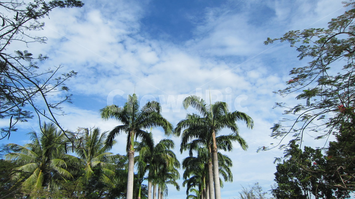 코타키나발루,말레이시아,야자수,하늘,구름,kotakinabalu,palmtree,sky,cloud,자연,풍경,nature,landscape,해외,외국,세계,foreign,oversea,world,세계자연풍경,해외자연풍경,외국자연풍경,world nature landscape,outdoors,옥외,garden,정원,arbour,정자