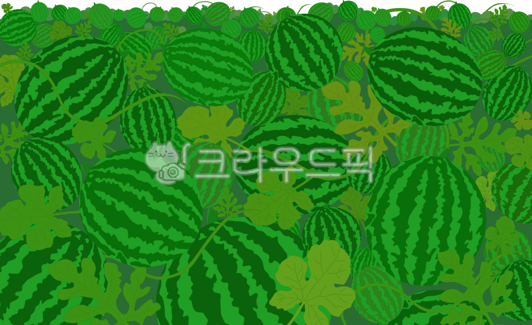 watermelon vine,watermelon field,watermelon background,watermelon,watermelon farm