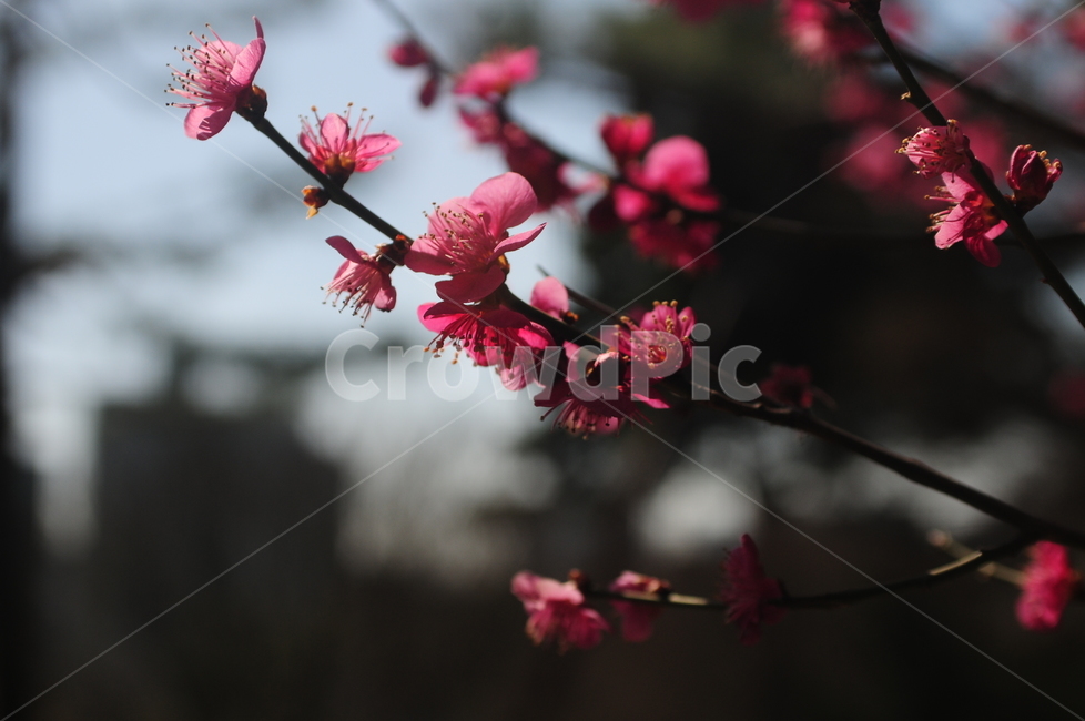 홍매화,꽃,flower,봄,매화,식물