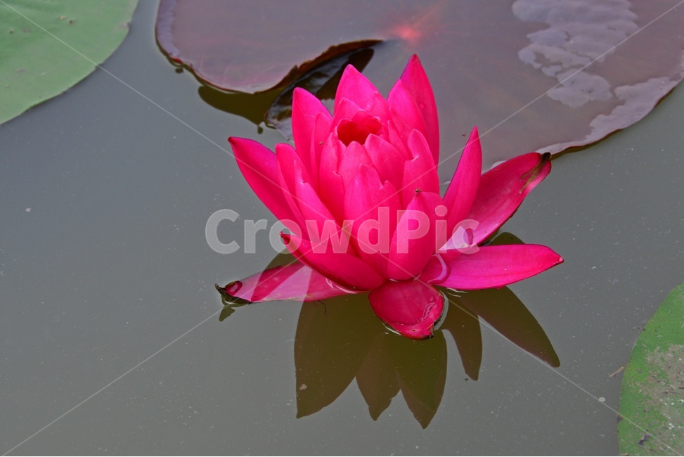 plant,식물,blossom,flower,꽃,수련,연꽃,홍연,식물,자연,plants,nature,꽃,flower