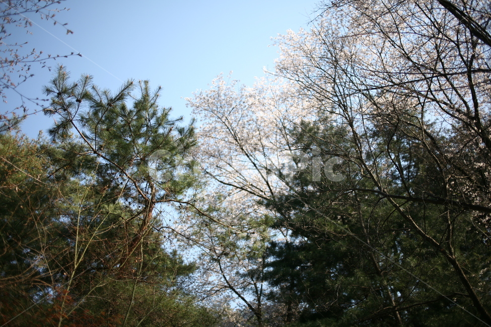 나무,tree,plant,식물,cherryblossom,벚꽃,꽃,풍경