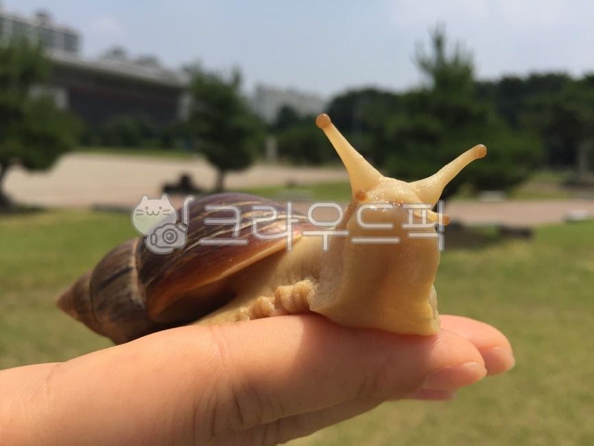 snail,Whitefaced snail,pet snail,Interacting with snails,Raising snails