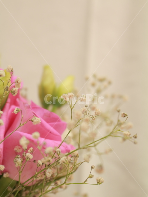 꽃,장미,꽃봉우리,스튜디오,정물,사물,오브젝트,안개꽃,꽃,flower