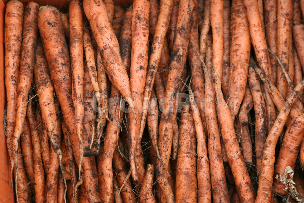 야채,당근,다이어트,건강,유기농,제주,농장,자연,carrot,carrots,food,vegetable,fresh,orange,bunch,organic,healthy,vegetables,green,raw,isolated,root,agriculture,garden,diet,market,vegetarian,leaf,white,harvest,vitamin,ripe,nature,carrotcarrot,farm,closeup,color,colorful,country,diete,cofarmer,farmersmarket,farming,background,greenhealthhealthyfoodshealthylifehealthylifestylehealthylifestylebackground,jejuisland,jejukorea,natural,naturelandscape,nutrition,organicbackground,organicfarm,음식,식재료,요리,food,cook,meal,dishes,food reserves,채소,야채,vegetables,산업,industry,industrial,농업,농사,agriculture,farming,farming industry