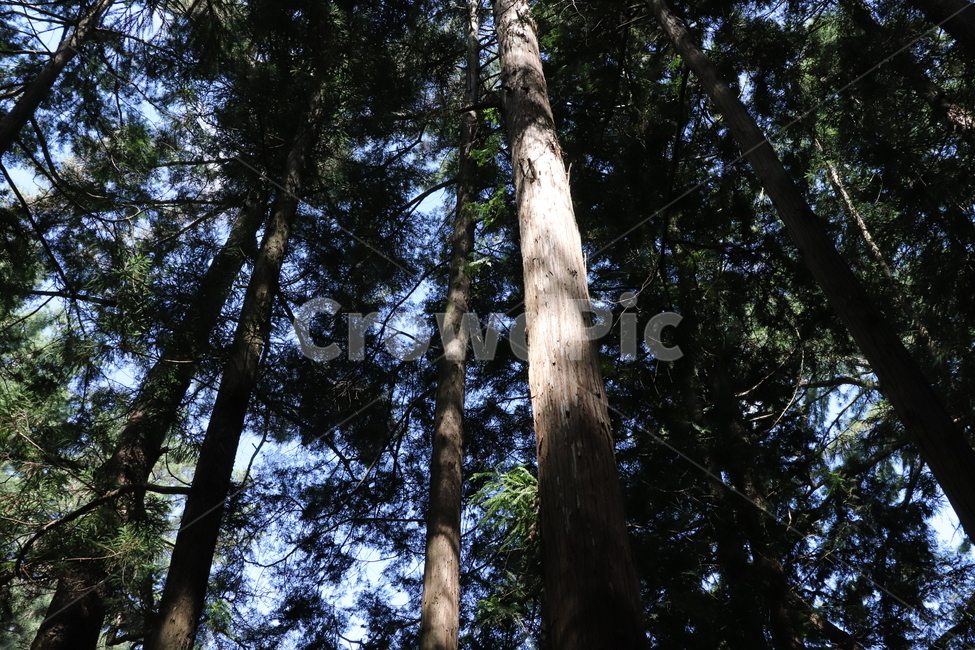 자연,풀,하늘,나무,풍경,식물,자연,plants,nature,나무,trees,wood