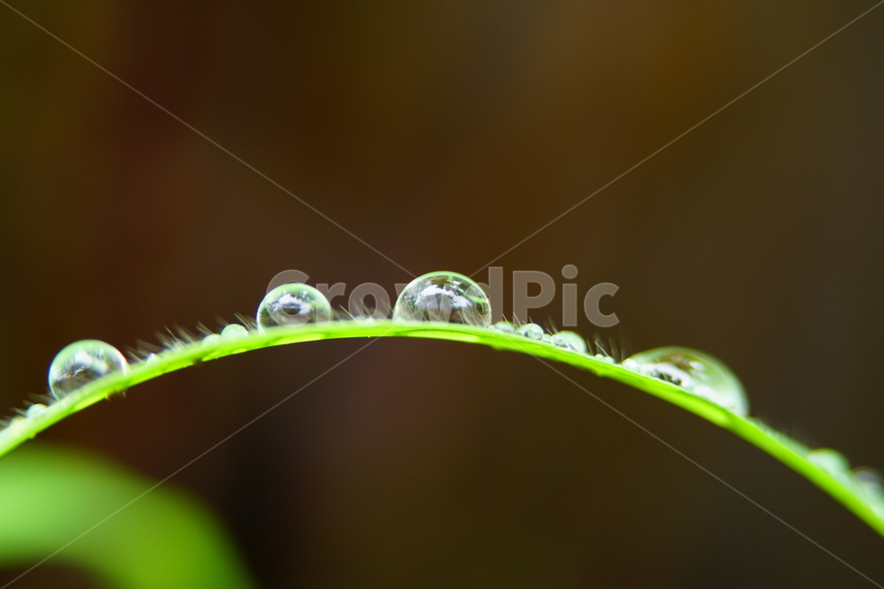 물방울,이슬,식물,풀,풀잎,자연,접사,클로즈업,풍경,waterdrop,dewdrop,빗물,nature,plant,plants,landscape,macro,closeup,이파리,식물,자연,plants,nature