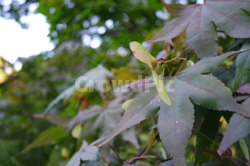 나무,단풍,잎,자연,식물,maple,tree,laaf,단풍나무,가을,계절,fall,autumn,season,식물,자연,plants,nature