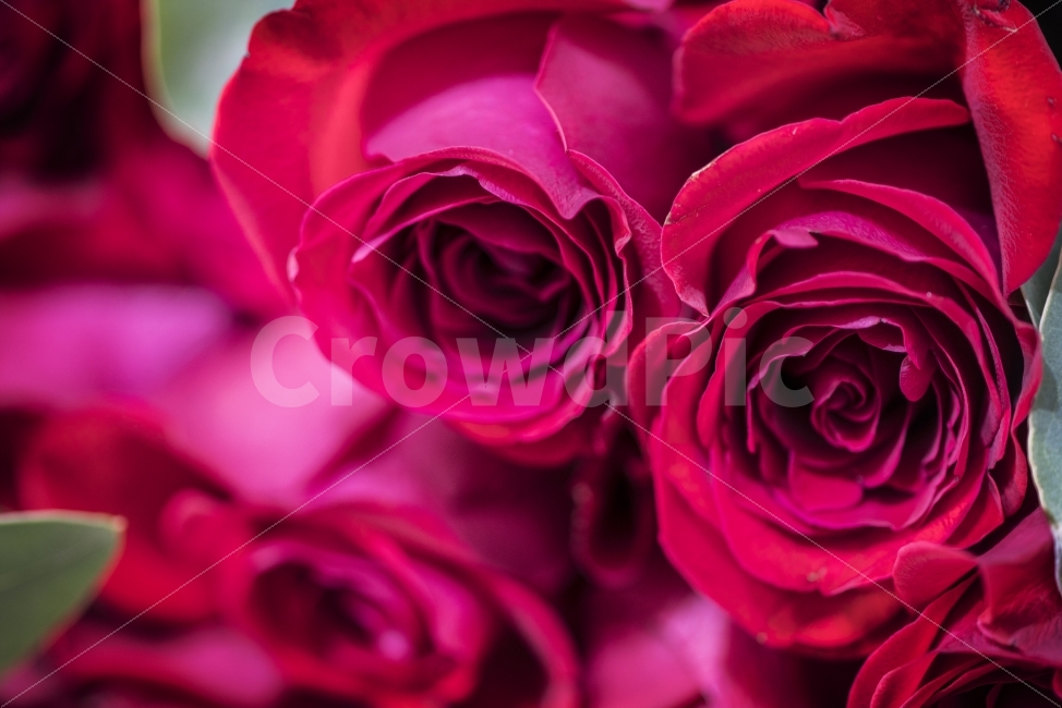 장미,식물,꽃,봄,flower,식물,자연,plants,nature,꽃,flower