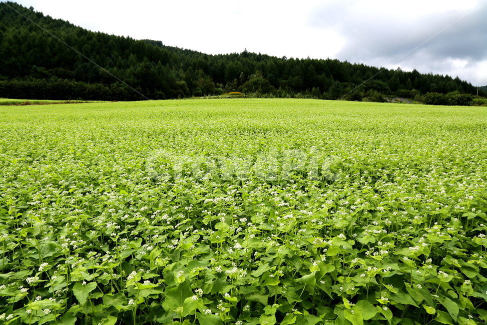 꽃,식물,메밀,농촌,풍경,자연,풍경,nature,landscape,field,들,outdoors,옥외,grassland,목초지,plant