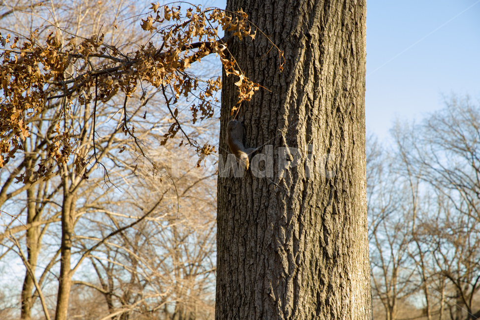 beautiful,beauty,centralparknewyorkcity,colorful,field,forest,garden,green,landscape,natural,nature,outdoor,park,plant,season,spring,tree,trees,wild,wildlife,뉴욕,센트럴파크,미국,공원